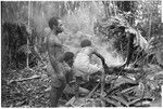 Building fire to cook pig and bake taro; note temporary leaf canopy over fire to keep of rain