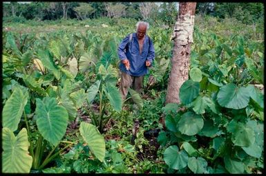 Man standing in plantation, Niue