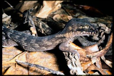 Nactus pelagicus