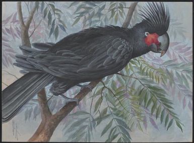 Great palm cockatoo, Papua New Guinea, 1917 / Ellis Rowan