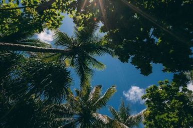 Skyward view of palm fronds, Atafu, Tokelau