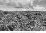 Vegetation regrowth on Bogombogo Island, summer 1964