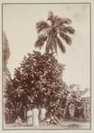 Bread-fruit and Coconut Trees, Rarotonga