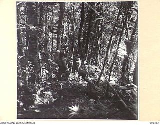 GAZELLE PENINSULA, NEW BRITAIN, 1945-05-14. TROOPS OF A COMPANY, 37/52 INFANTRY BATTALION, ON THE FOURTH DAY OF THE MARCH DURING THEIR TREK FROM RILE TO MAVELU, OPEN BAY