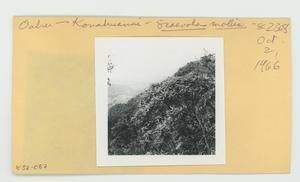 [Scaevola mollis in Hawaii, envelope IE32-087]