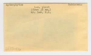 [Hydnophytum in Papua New Guinea, envelope IE17-176]