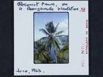 Coconut palm, on a Bougainville plantation, Jun 1963