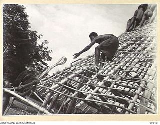 KIARIVU, NEW GUINEA, 1945-08-12. A NATIVE WORKING ON THE BUILDING OF THE AUSTRALIAN NEW GUINEA ADMINISTRATIVE UNIT HEADQUARTERS IN THE 2/7 INFANTRY BATTALION AREA, PASSES UP A BUNDLE OF CANE FOR ..