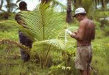 Stanley P. Gessel, professor of forestry at the University of Washington, and Rongelap man measuring trees, Rongelap Island, August 24, 1964