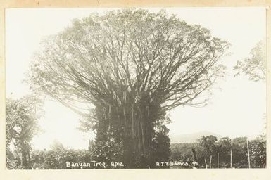 Banyan tree, Apia. From the album: Skerman family album