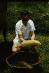 Golden carp, from an experimental fish farm, government fishery station, near Mt Hagen, [Papua New Guinea], Feb 1961