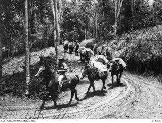 1943-03-02. NEW GUINEA. PORT MORESBY. AN AUSTRALIAN PACT TRANSPORT TRAVELS ALONG KOITAKI ROAD. NEW GUINEA. PORT MORESBY. SYDNEY DAILY TELEGRAPH WAR CORRESPONDENT GEOFFREY TEBBUTT WITH GENERAL SIR ..