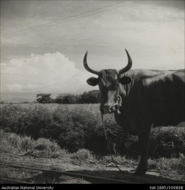 Cow used to pull ploughs