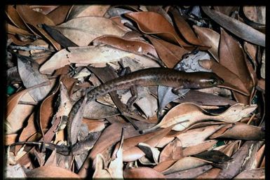 Skink sp.