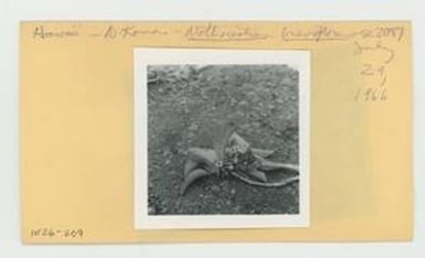 [Nothocestrum breviflorum in Hawaii, envelope IE26-209]