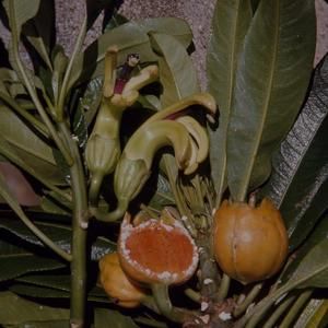[Clermontia arborescens cross-section at Puʻu Kukui, United States]