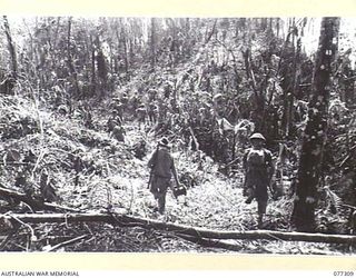 TOROKINA AREA, BOUGAINVILLE ISLAND. 1944-11-29. SIGNALLERS OF D COMPANY, 9TH INFANTRY BATTALION LAYING CABLE DURING THE ATTACK ON LITTLE GEORGE HILL