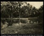 Stream between coconut trees