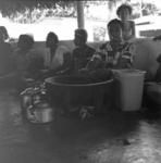 Preparing kava?