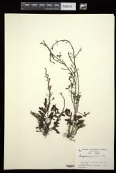 Sargassum polycystum