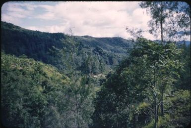 Group of Konumbuga houses on left bank of Minj River : Wahgi Valley, Papua New Guinea, 1954 / Terence and Margaret Spencer