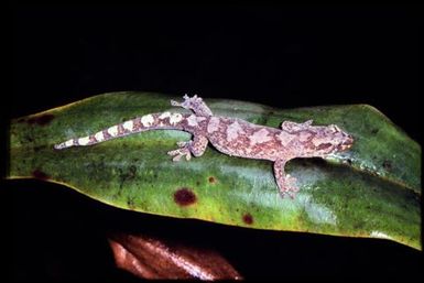 Gecko sp.