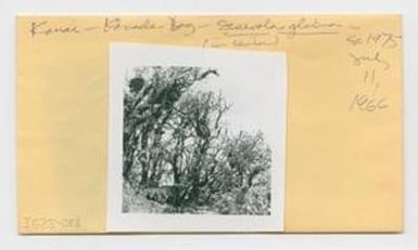 [Scaevola glabra in Hawaii, IE25-088]