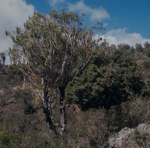 [Pleomele aurea from Auwahi Forest, United States]