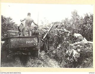 BOUGAINVILLE ISLAND. 1945-03-01. PERSONNEL OF THE 9TH INFANTRY BATTALION LOADING THE UNIT STORES AND EQUIPMENT ON A TRAILER OF A TRACTOR CONVOY IN PREPARATION FOR THE UNIT MOVE ALONG THE MOSIGETTA ..