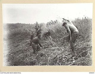 KULAURU MISSION, NEW GUINEA, 1945-07-11. MEMBERS OF 8 PLATOON, A COMPANY, 2/5 INFANTRY BATTALION, CLEARING GRASS AND DIGGING IN ON KUNAI RIDGE, LEFT OF THE KULAURU MISSION. THE MEN ARE ON PATROL ..