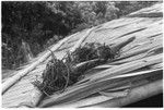 Plants on roof after use in langwalee'ai magic for new mother to come up from the birth area after seclusion