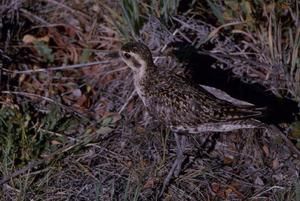 [Pacific Golden Plovers close-up from Haleakalā National Park, United States]