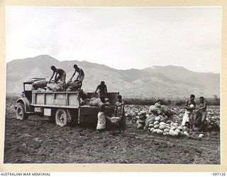 NADZAB, NEW GUINEA. 1945-09-14. NATIVES AT 8 INDEPENDENT FARM PLATOON LOADING PUMPKINS FOR TRANSPORTATION TO THE DETAIL ISSUING DEPOT, LAE