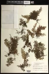 Callistopteris indet