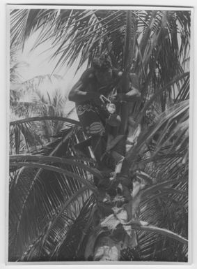 "Bock and Hessle Gilbertöarnaexpedition: 1 man sitting in palm. Text on the back: “Young inflorescence is cut off and the juice (palmtoddy) is brought down in a vessel of coconut.”: Included in series with photon. 6977: 1-15. "