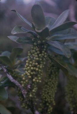 [Unidentified green fruit on the Alakai Swamp Trail, United States]