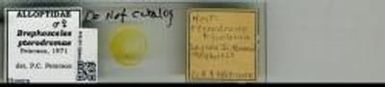 pterodromae