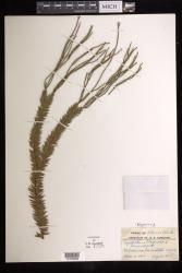 Phlegmariurus phlegmaria