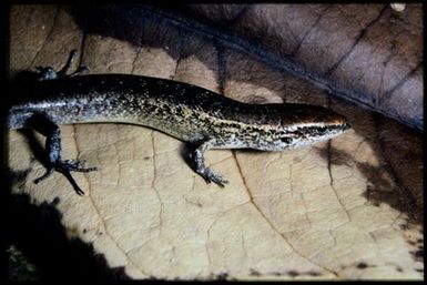 Caledoniscincus auratus