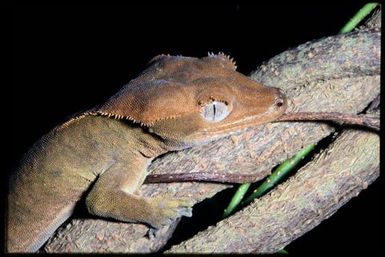 Rhacodactylus ciliatus