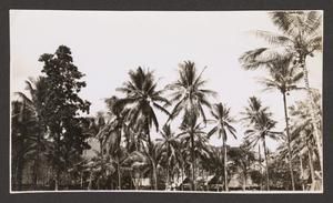 [New Guinean Trees]