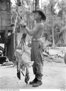 BOUGAINVILLE ISLAND. 1944-12-24. QX55040 PRIVATE R.J. CORRIGAN, 9TH INFANTRY BATTALION CHECKING THE WEIGHT OF CHRISTMAS TURKEYS BEFORE ISSUING THEM TO THE UNIT