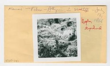 [Asplenium aspiodiodes in Hawaii, envelope IE25-141]