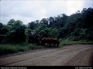 Moving cattle