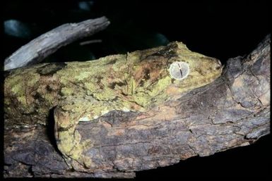 Mniarogekko chahoua