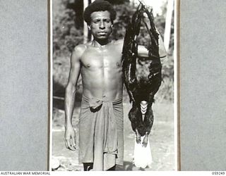 AYR, NEW GUINEA, 1943-10-21. DOCHATA, PERSONAL BOY OF NX155085 CAPTAIN R.G. ORMSBY OF THE AUSTRALIAN AND NEW GUINEA ADMINISTRATIVE UNIT, HOLDS UP A DEAD HORNBILL BIRD WHICH HE SHOT FOR THE EVENING ..