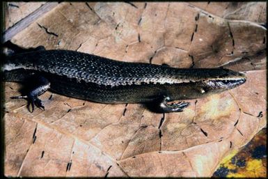 Caledoniscincus sp.