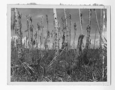 [Damaged Palm Trees, #1]