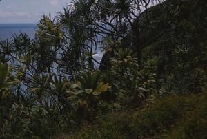 [Landscape with various plants in Kalalau Valley, United States]