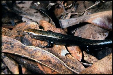 Caledoniscincus atropunctatus